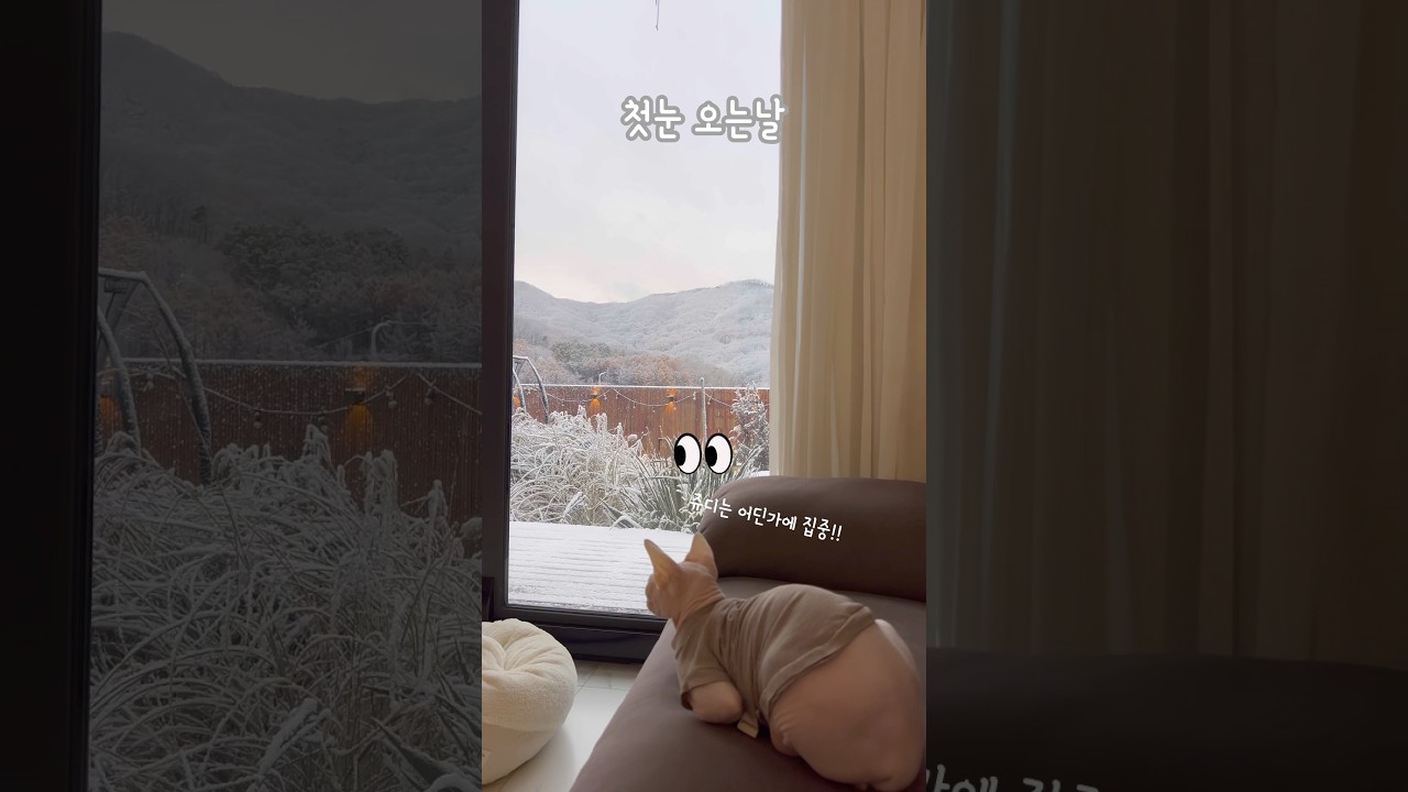 와 첫눈이다!!🌨️ 너무 예쁜 하얀세상 스핑크스 고양이 쥬디랑 감탄하면서 멍때리기 #고양이일상 #겨울 #전원주택 #sphynxcat #힐링 #cat #snow