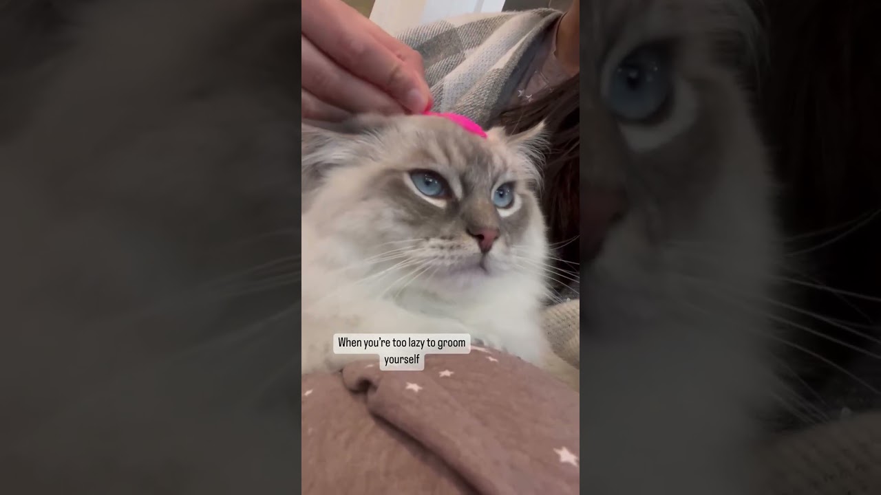 It’s ok.. my hooman loves grooming me #catshub #cuteanimal #catshorts #cutecat #catlover #trending