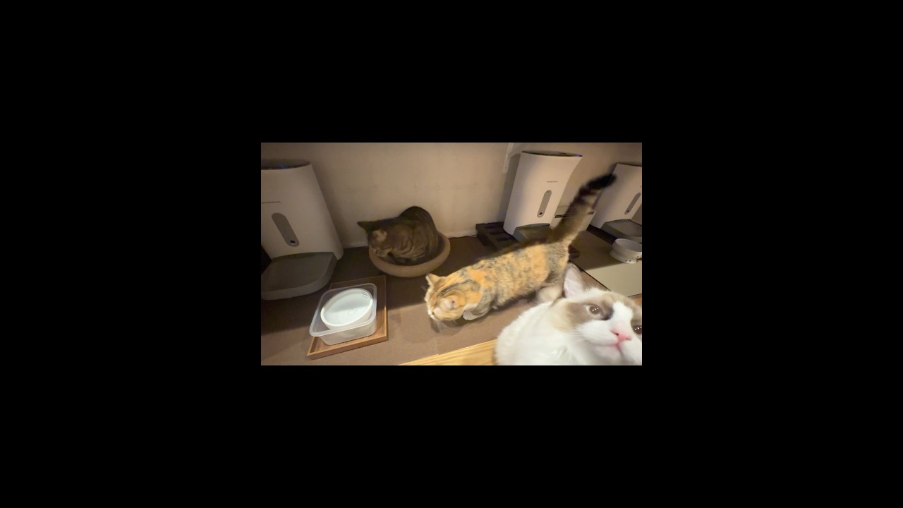 猫たちメシ待ち中 #マンチカン #ラグドール #cat