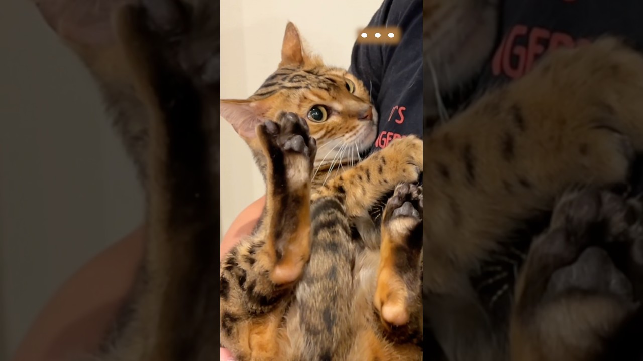 いつも文句だらけの猫が、知らない人がきて黙る瞬間 #ルトロゼ #ベンガル #cat