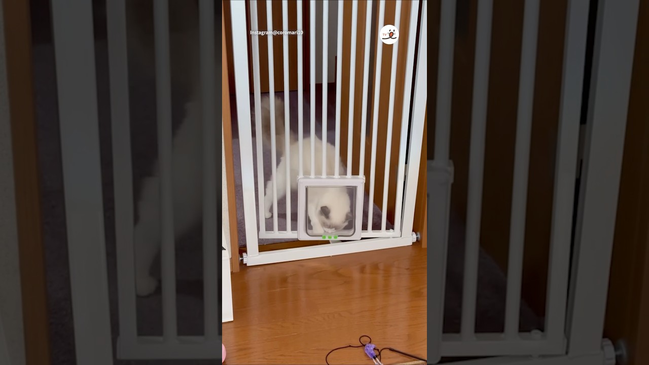 え？そっち？｜PECO #ラグドール #子猫 #愛猫家 #子猫のいる生活 #kitten #ragdoll #ragdollcat #catlover #kittenlife