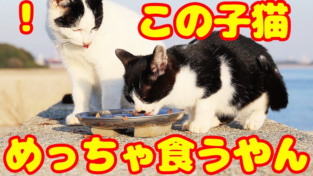 空腹でバクバク食べる子猫とは？ 子猫とさくらねこへの給餌 癒され野良猫動画 感動猫動画