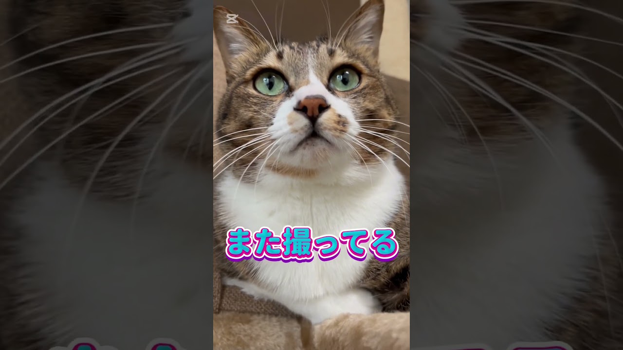 【かまって猫】#shorts #猫 #キジシロ #猫のいる暮らし #ぽんずさん
