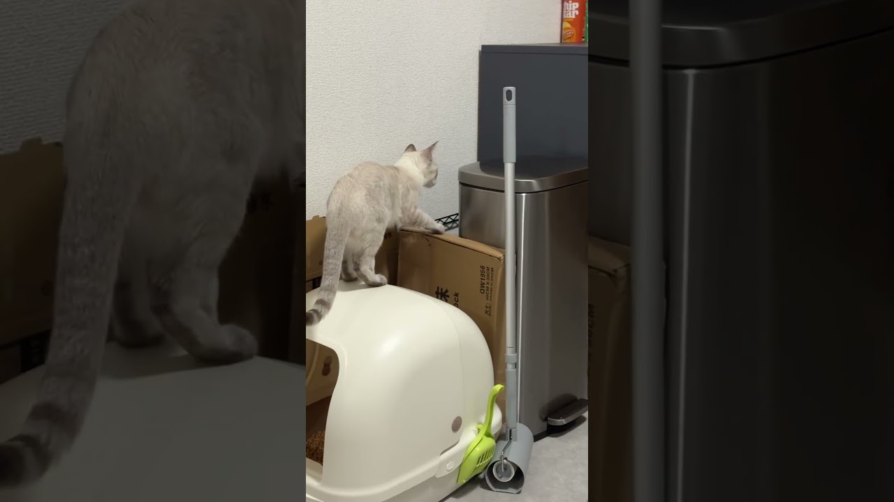 攻略したねこ　#元保護猫　#シャムトラ　#シャムミックス　#cat #猫耳 #kitten #シャムmix  #子猫 #猫耳