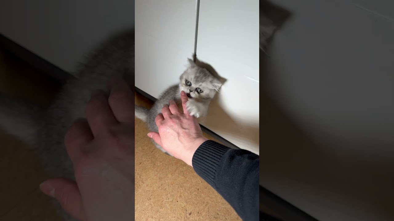 Adorable Kitten Playing with My Hand! #shorts #shortsvideo #KittenPlay #CatLovers #PetLovers #cat