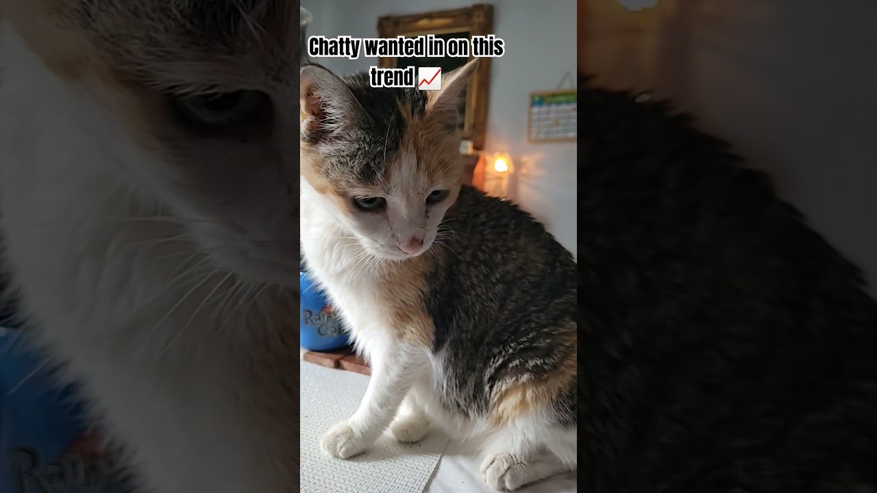 my sweet Manx cat 😺#manxcat #cat #youtubeshorts #kittty #fyppppppppシ