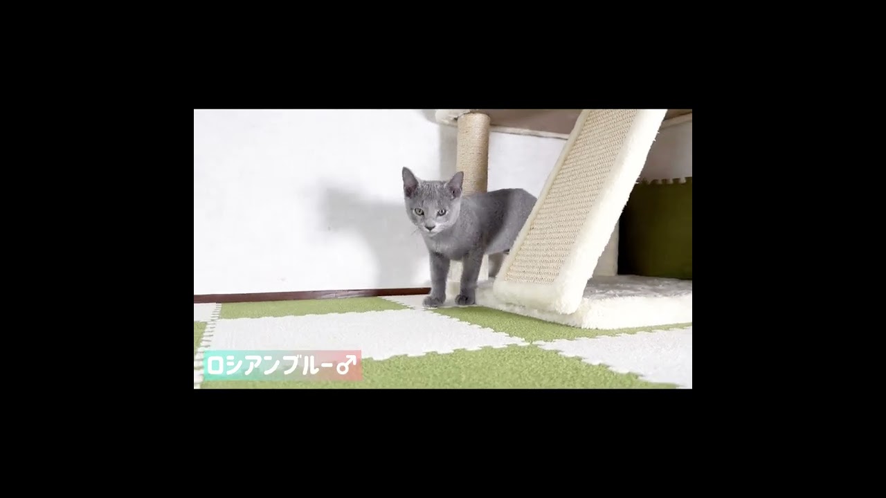 ロシアンブルー【nobunaga Baby】