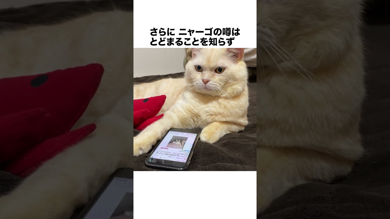 元野良ボス猫ニャーゴ伝説③