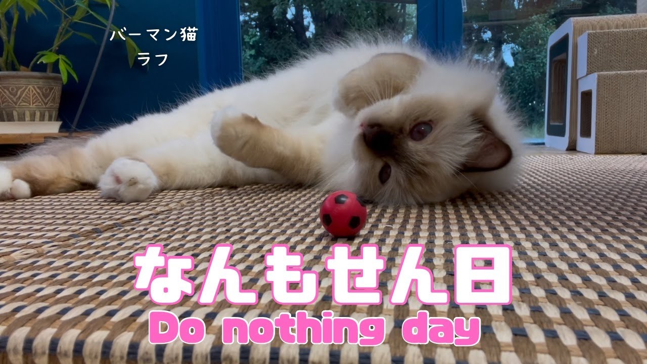 バーマン猫ラフ【なんもせん日】Do nothing day（バーマン猫）Birman/Cat