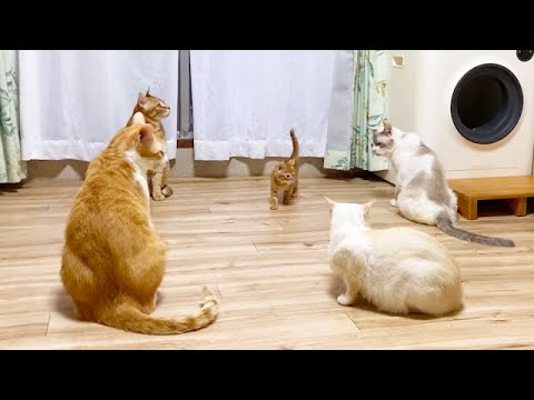 なぜか先住猫たちに囲まれる子猫