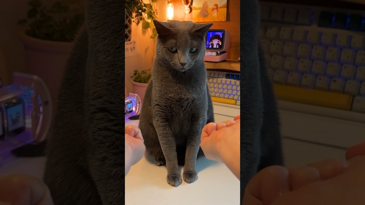 야바위 잘하는 고양이 #cat