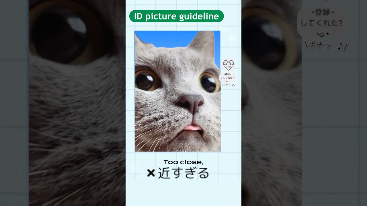 【猫の証明写真】⭕️良い例❌悪い例　ID picture guideline#猫 #cat #シャルトリュー #chartreux #hilarious #kissa #고양이 #แมว #猫ショート