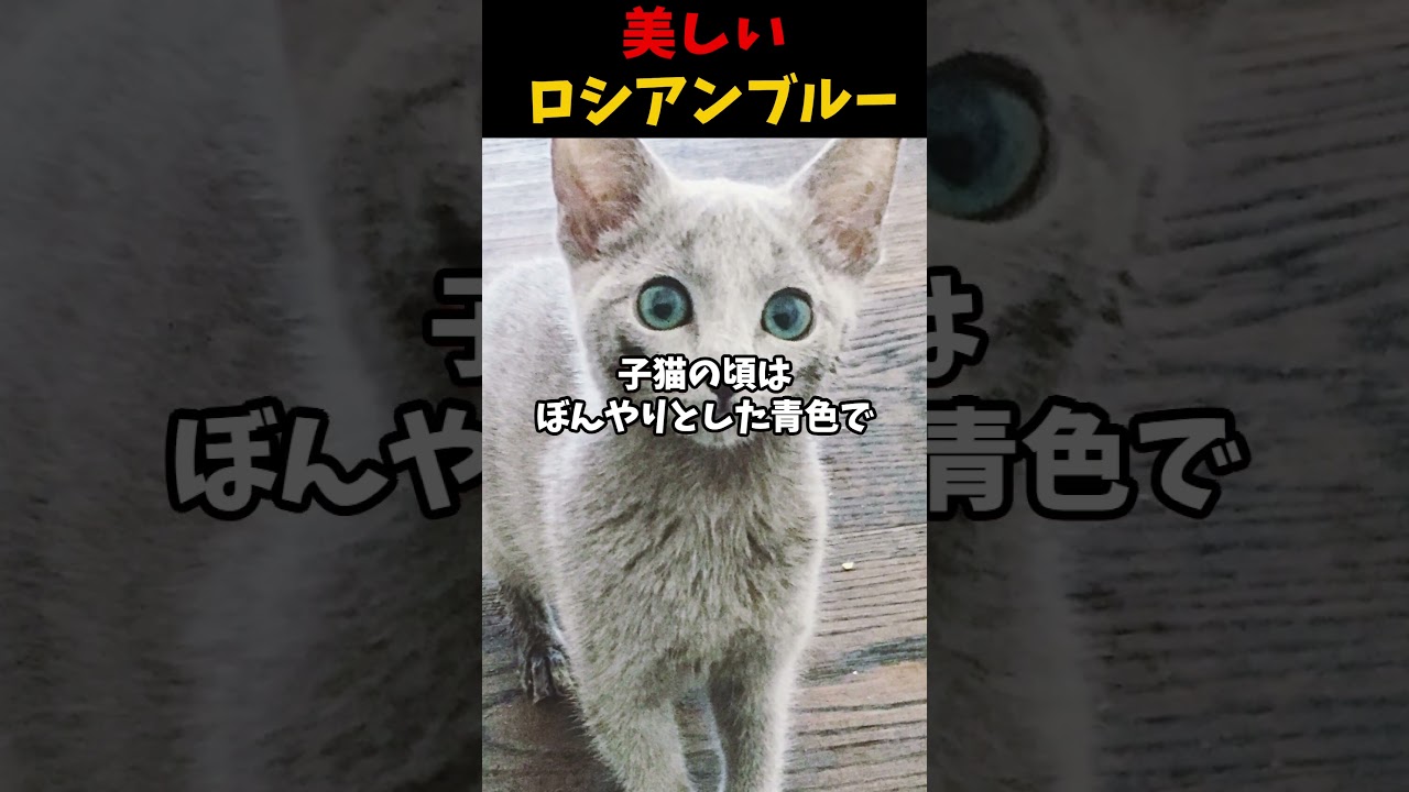 美しいロシアンブルー #動物 #雑学 #生き物 #猫 #ロシアンブルー