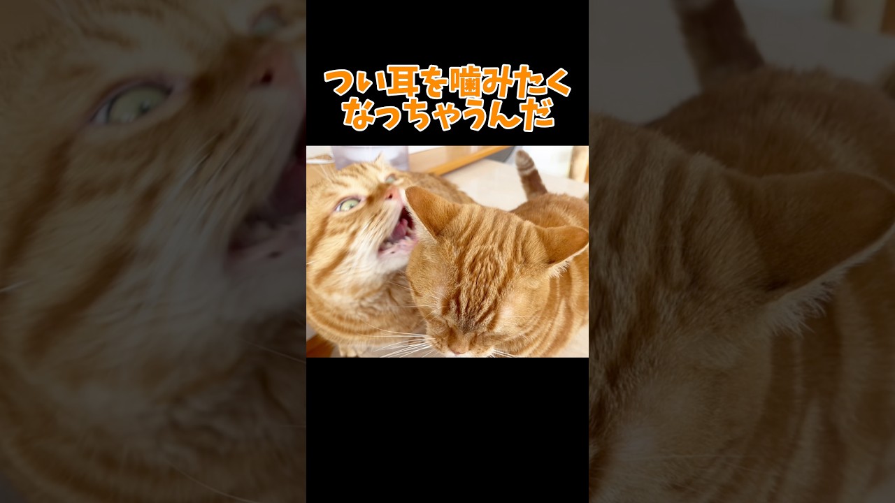 つい耳を噛みたくなっちゃう猫 #マンチカン #shorts