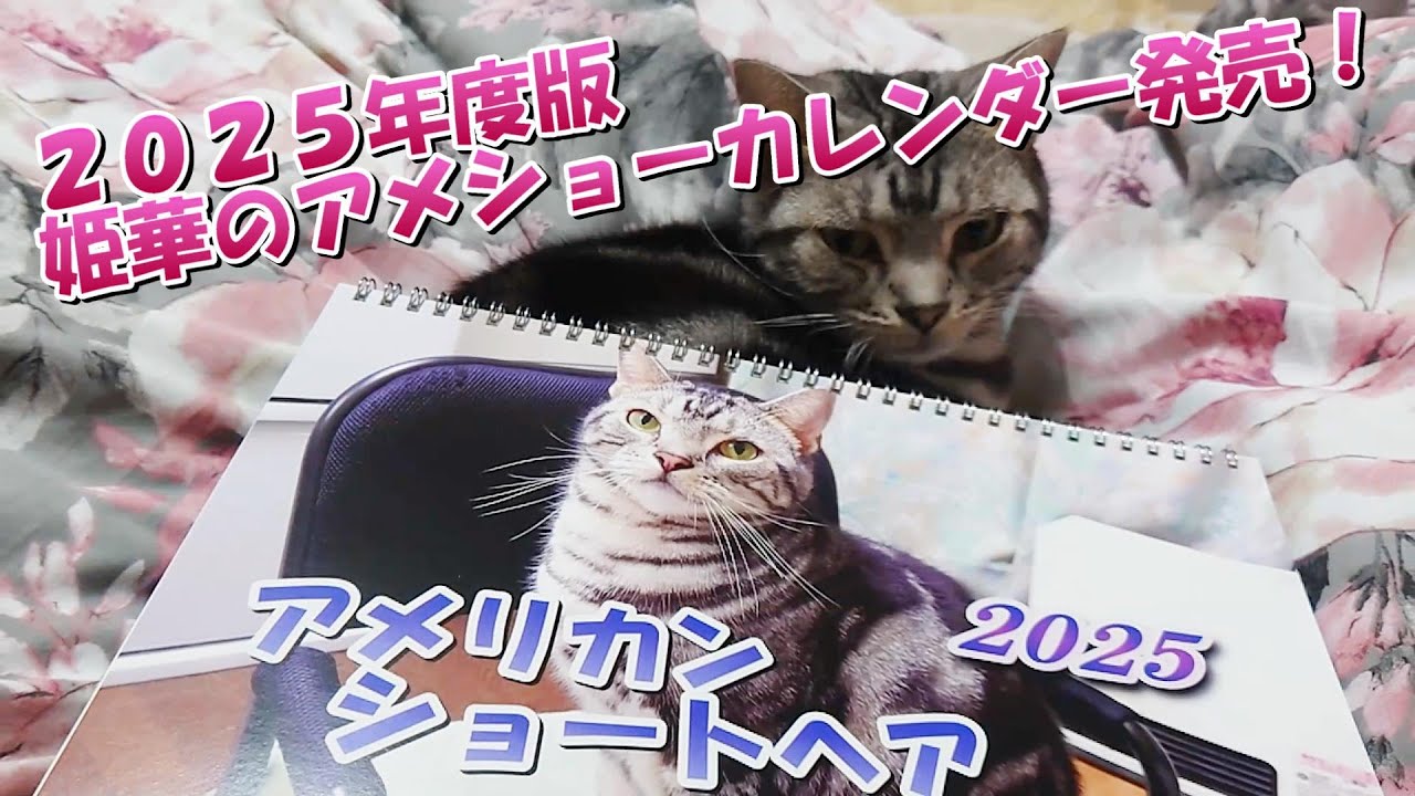 2025年度版　姫華のアメショーカレンダー発売開始！（アメリカンショートヘア）