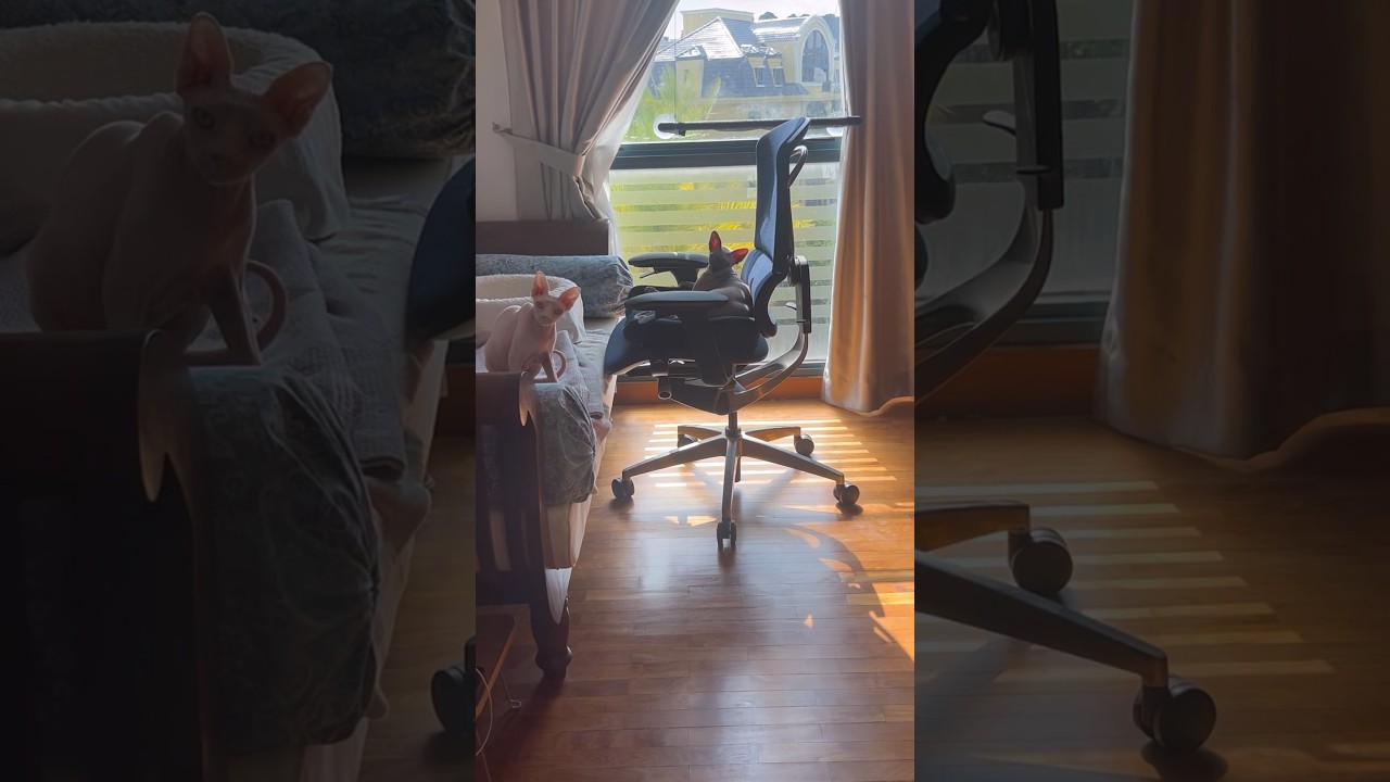 こっちを見てくる毛のない猫が可愛い【スフィンクス猫】