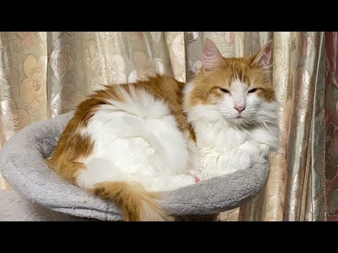 朝から眠い猫タイム！【マリー（メインクーン）】