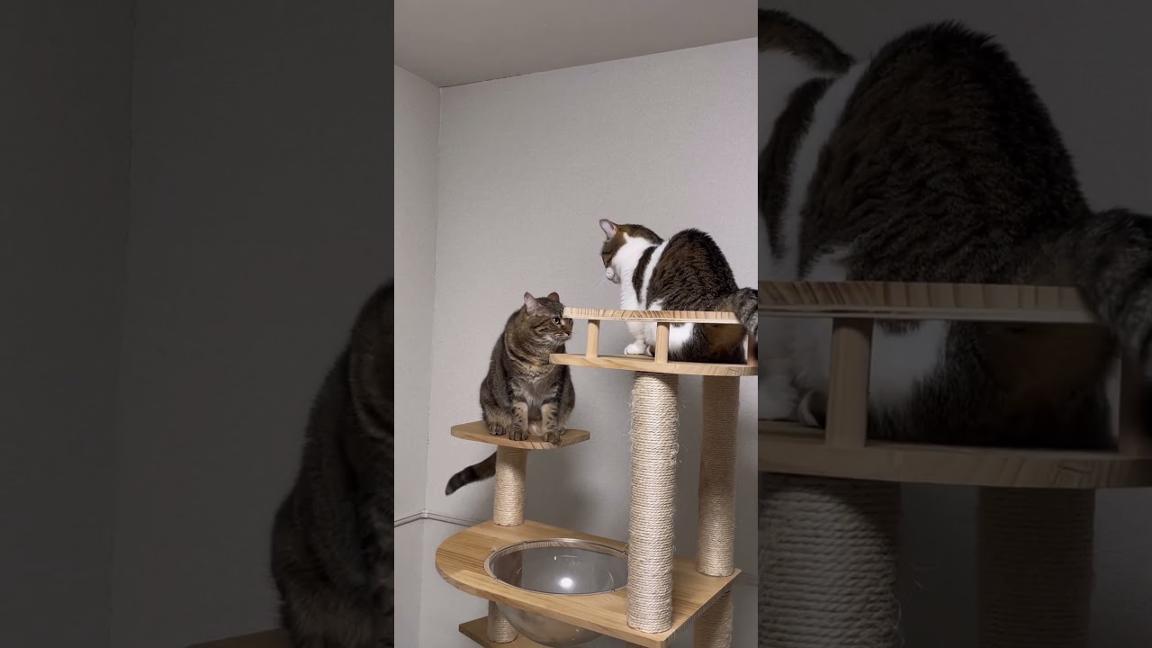 短足マンチカンに頭を抑えられる足長マンチカン( ´ ▽ ` )♪ #shorts #cat #ふるかわ家 #マンチカン