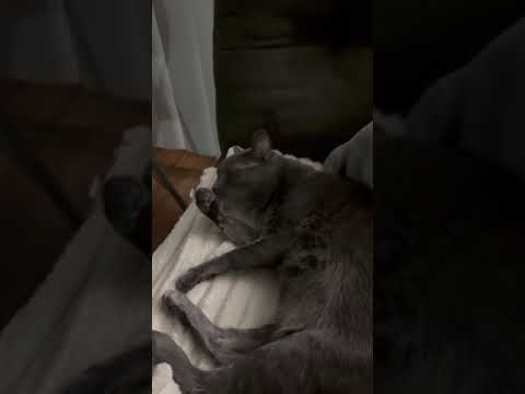 Biggie is ready for adoption!