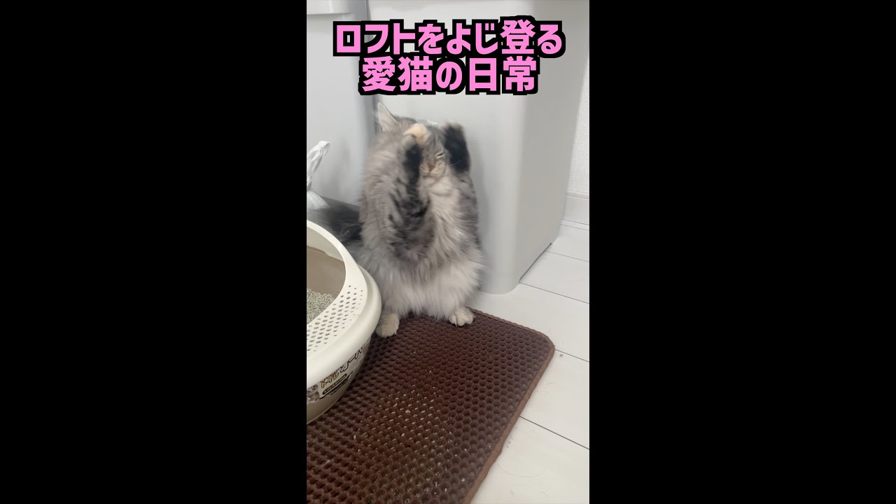 我が家のかわいい愛猫はラガマフィンのまふぃんです！！