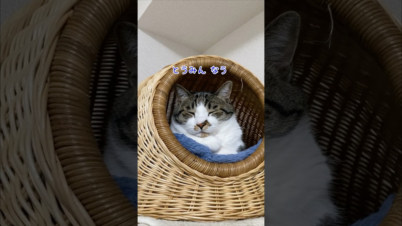 くっつけばあったか～い♡もふもふのぽんさんたち #cat #猫 #shorts