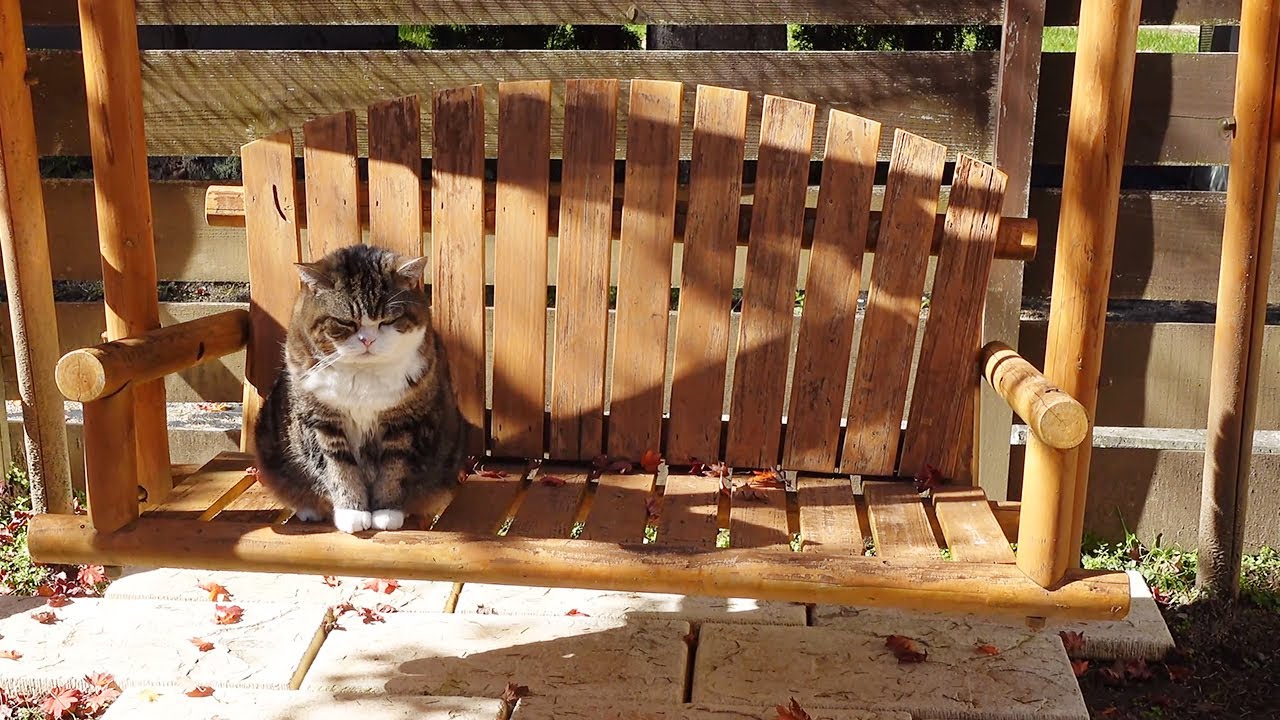 ブランコに乗って紅葉を眺めるねこ。-Maru looks at the autumn leaves on the swing.-