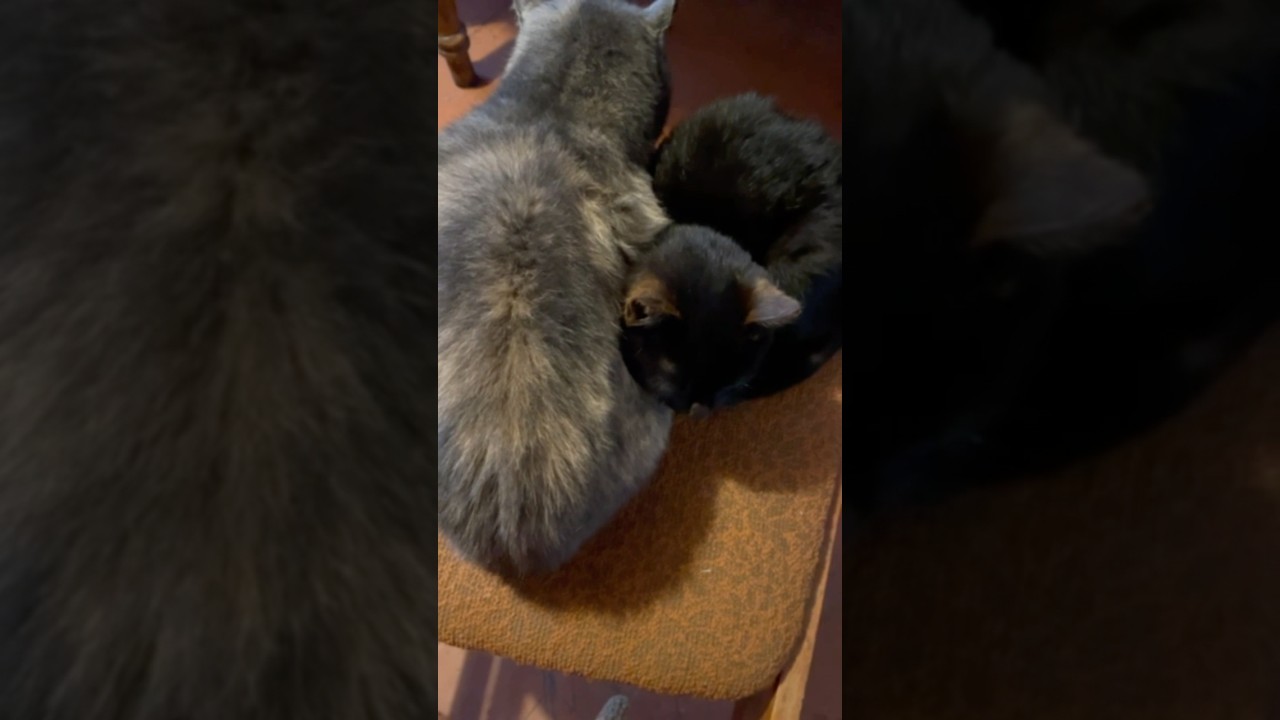 The kitten purrs and warms up next to its mother #kittten #cat #cute