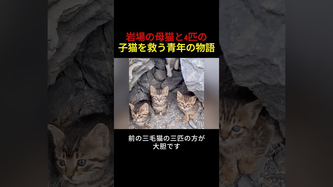 岩場の母猫と4匹の子猫を救う青年の物語