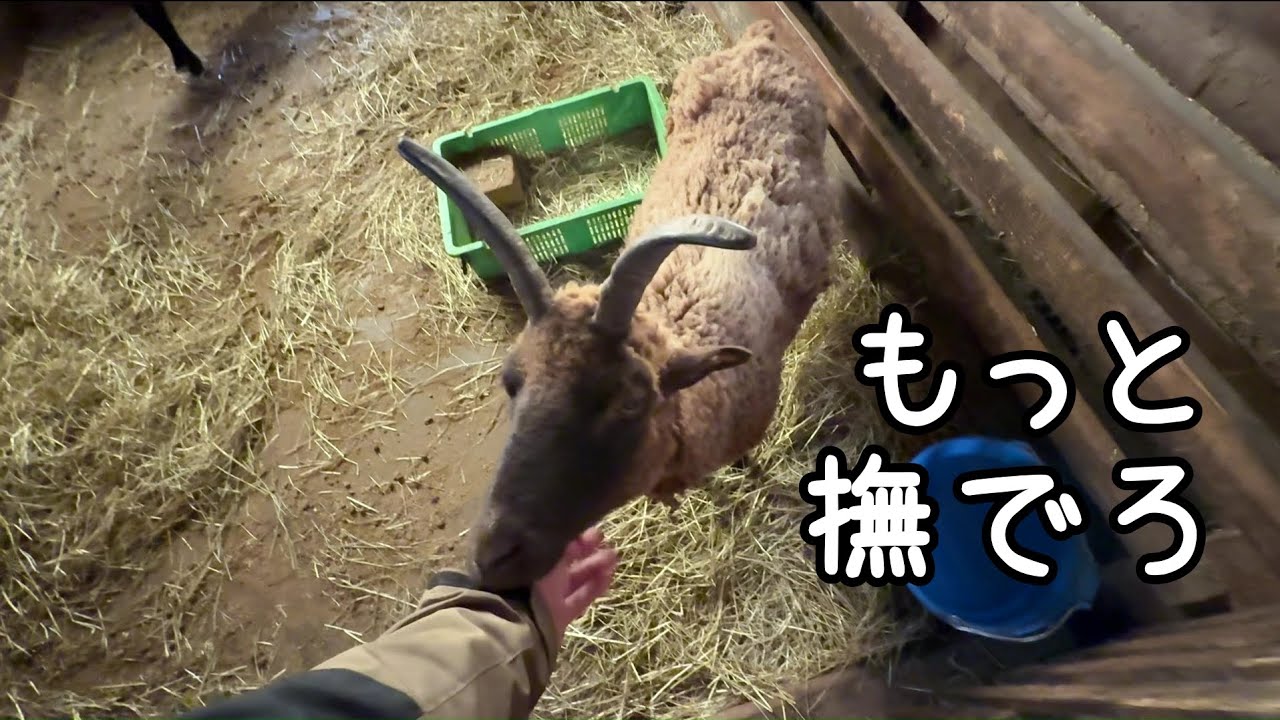 甘えるマンクスロフタン【まかいの牧場】