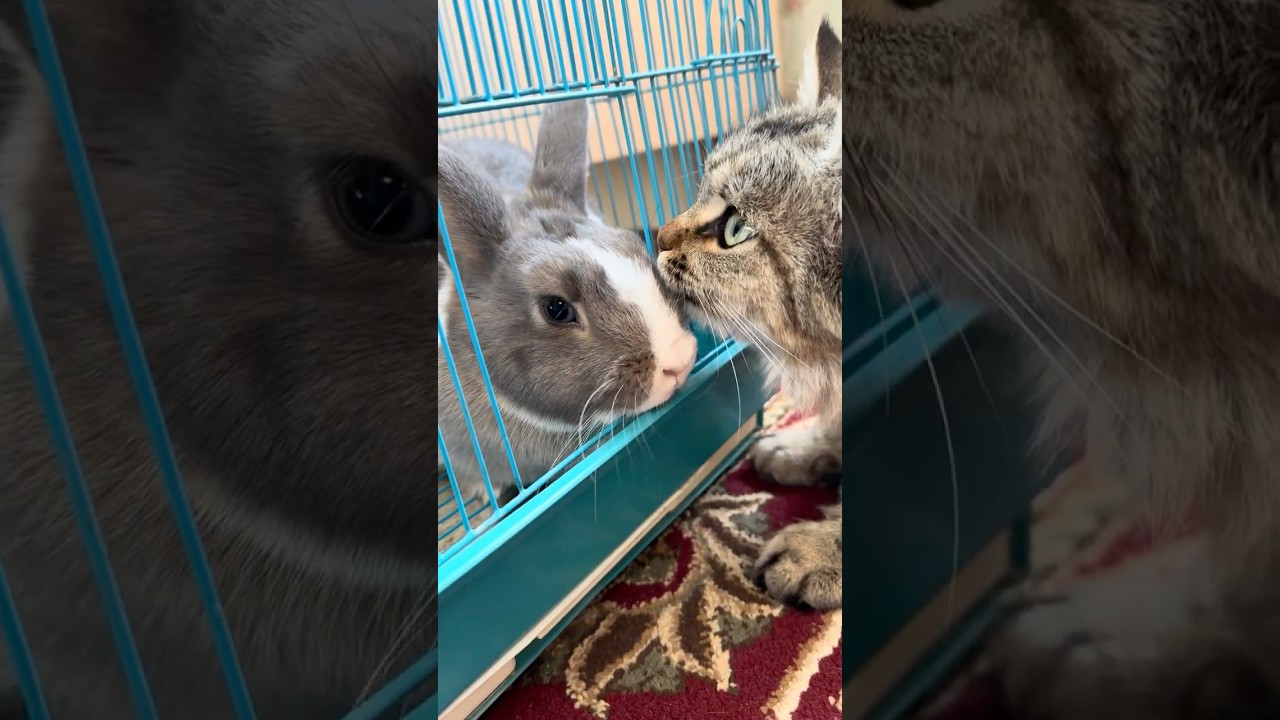 Cat vs Rabbit: Their First Meeting Is TOO Cute!🐱🐰😍