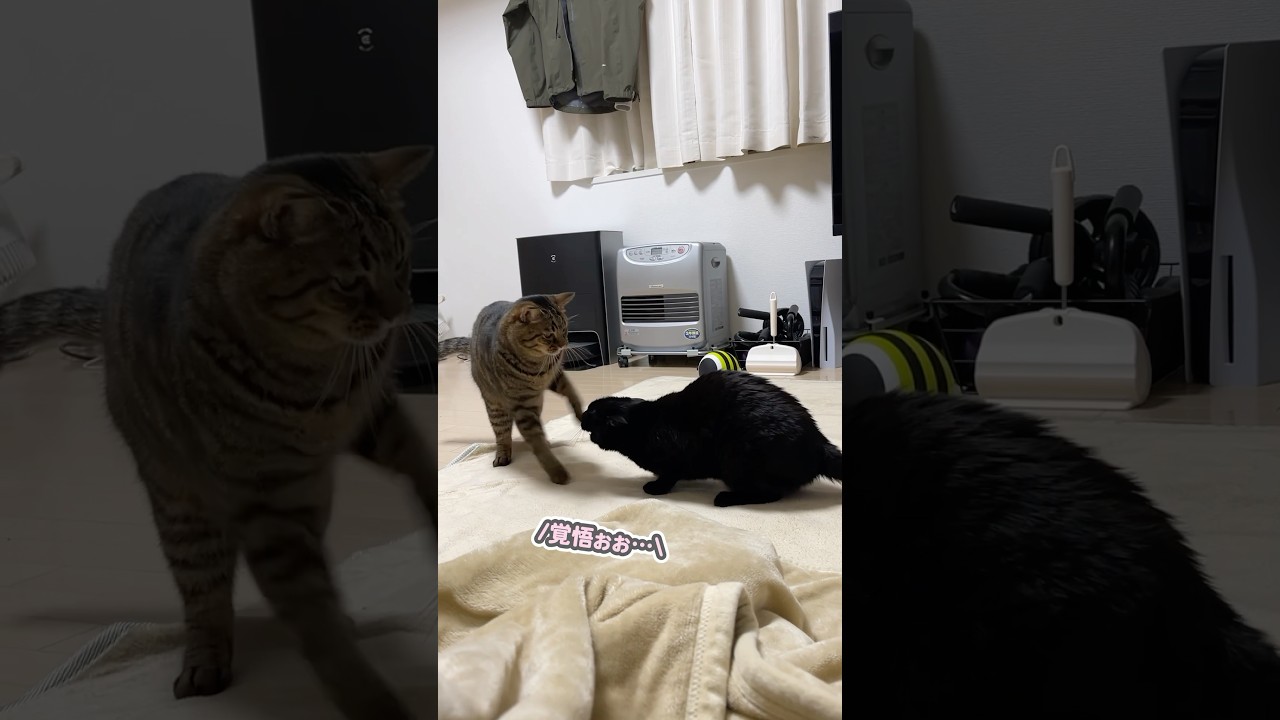 大喧嘩から、一瞬で仲直りする猫