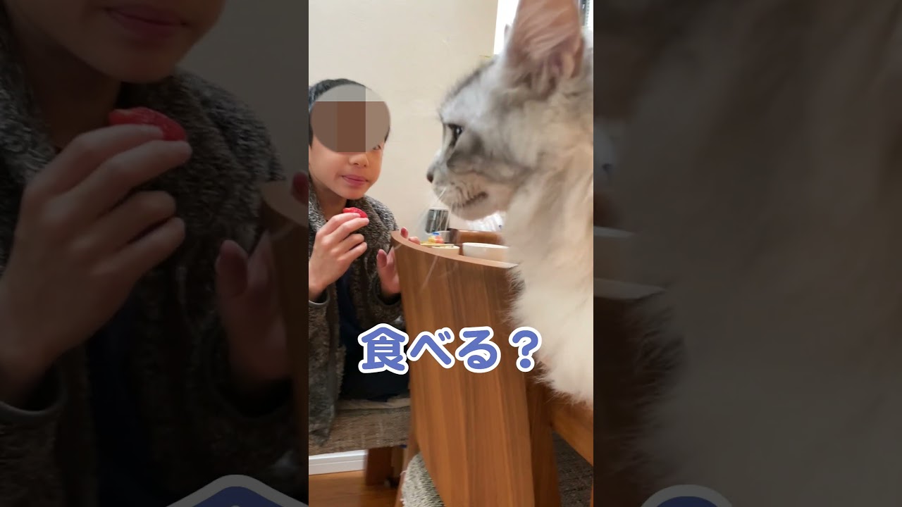 少年から離れない大型猫。イチゴ食べたいの？#メインクーン#shorts