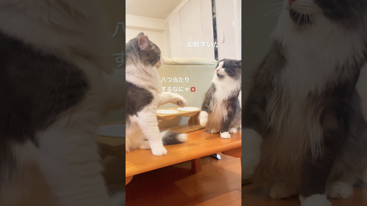 ごはんまだかにゃ#親子猫#母猫#ノルウェージャンフォレストキャット