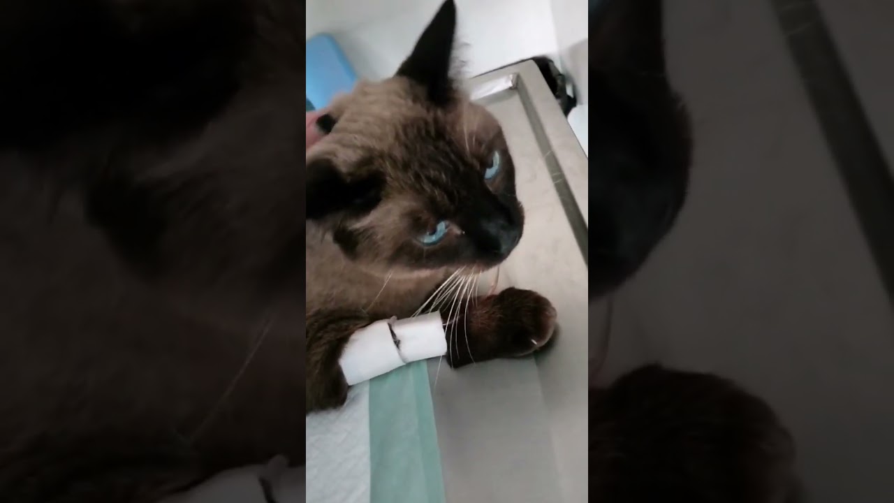 Ted está enfermito #amorgatuno #siamese #lindogatito #gatosbellos #shorts