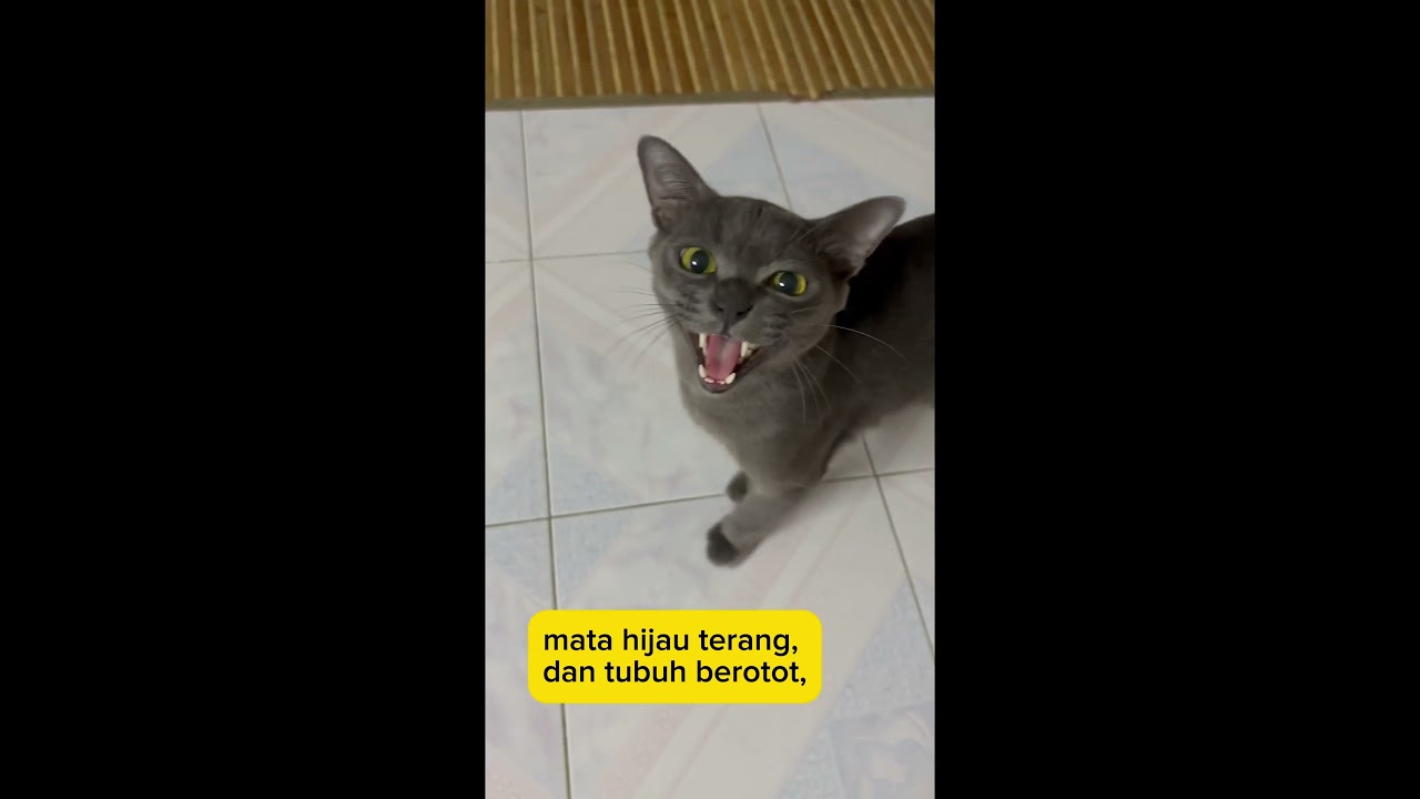 Mengenali Kucing Korat