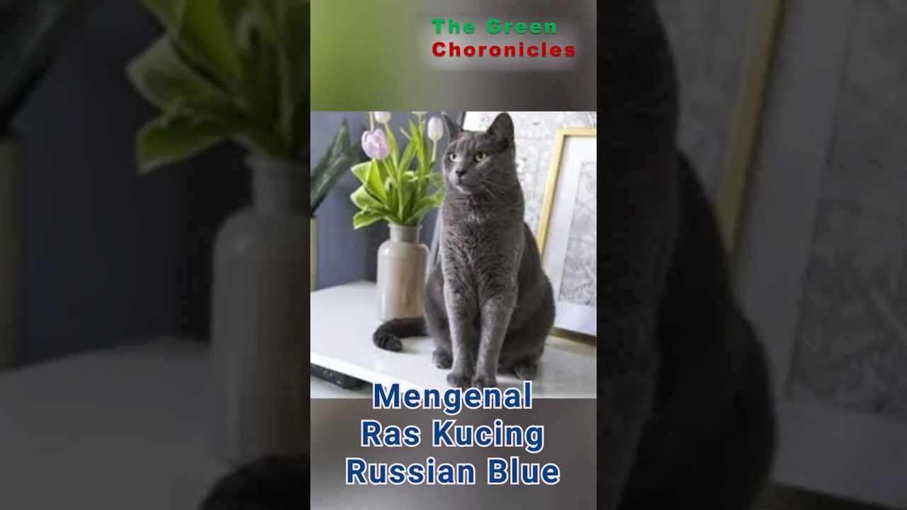 MENGENAL RAS KUCING RUSSIAN BLUE #faktaharian #kucing