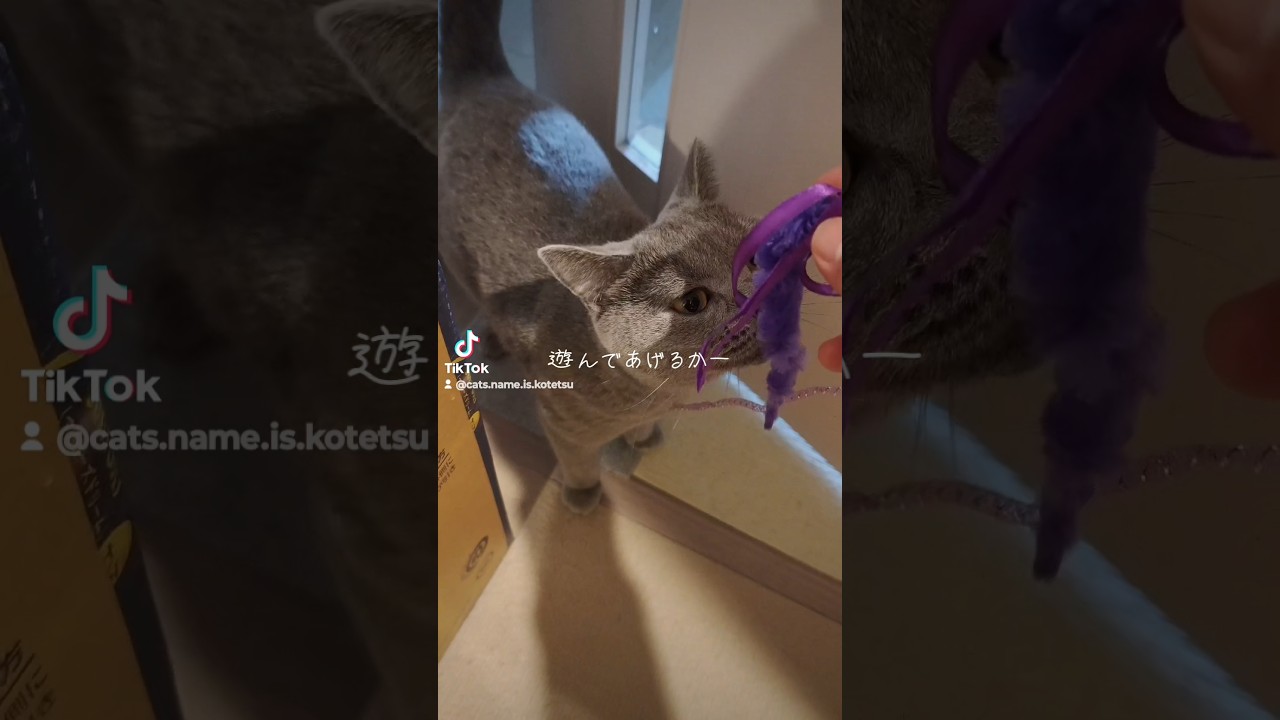 遊んで欲しい猫(cat that wants to play)
