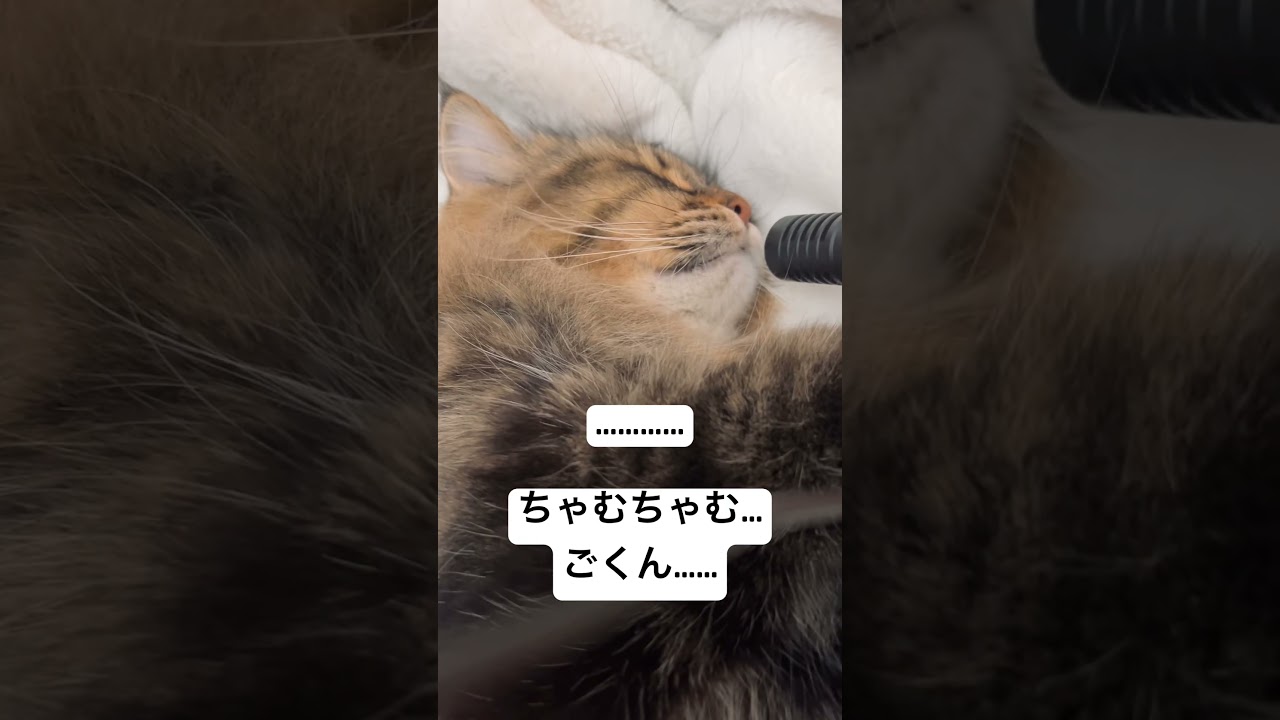 爆睡中の心地よい「ちゃむ……」 #猫 #サイベリアン #ちゃむちゃむ #ASMR