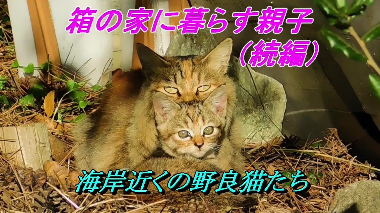 野良猫の親子　可愛すぎる子猫をじっと見守る母猫　Too cute kitten is watched by its mother  2024年11月19日撮影