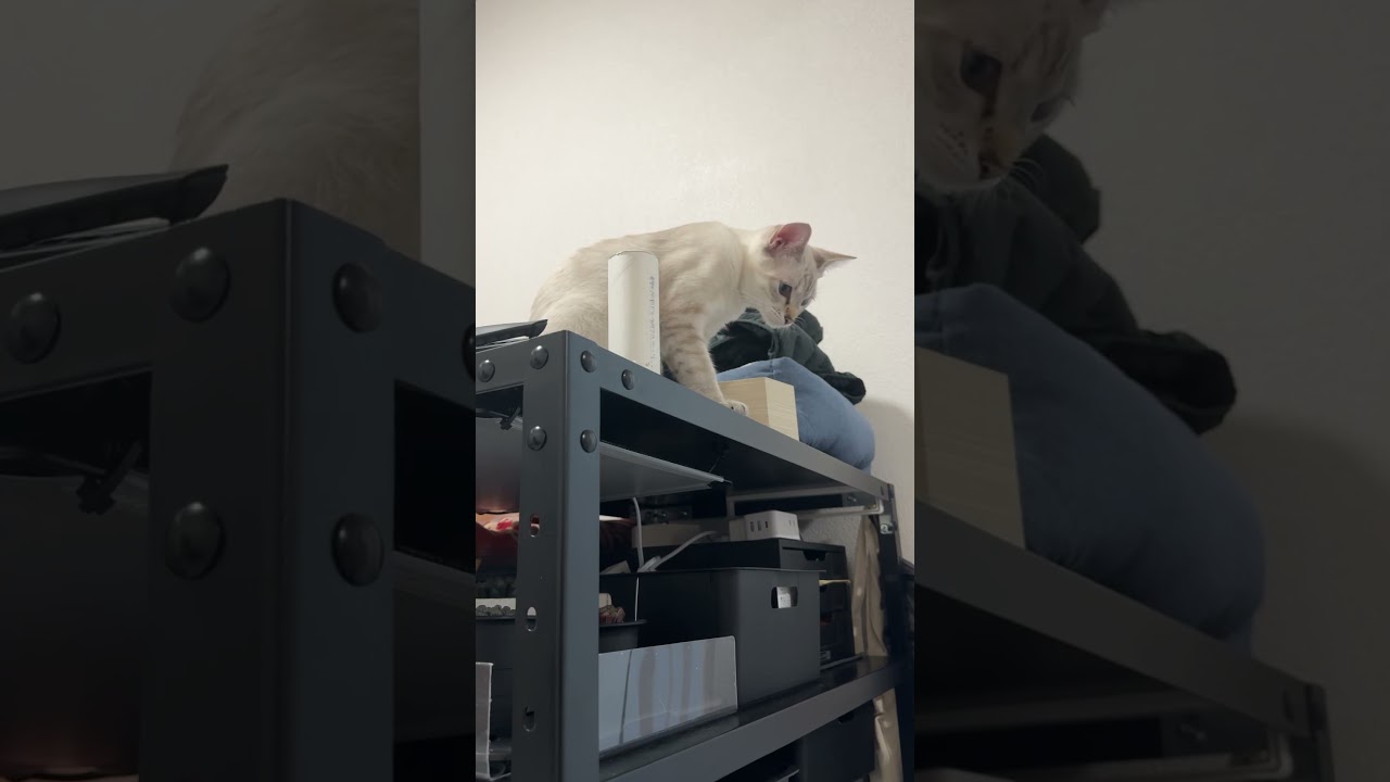 絶対落とすねこ　#元保護猫　#シャムトラ　#シャムミックス　#cat #猫耳 #kitten #シャムmix  #子猫 #猫耳