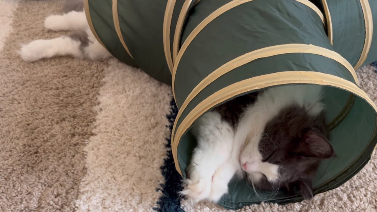 【まったり猫】ゴロゴロするのが大好きなノルウェージャンフォレストキャットが可愛すぎる🩷