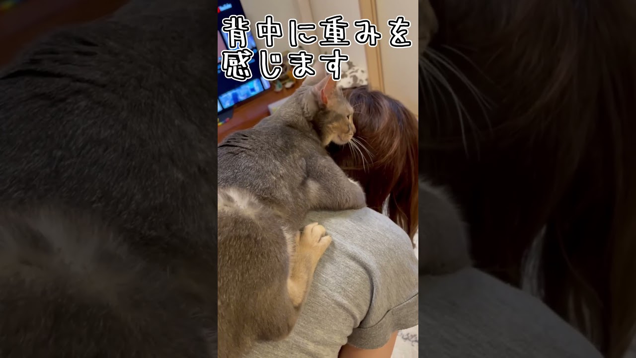 アビシニアンとは その26 #shorts #猫 #アビシニアン