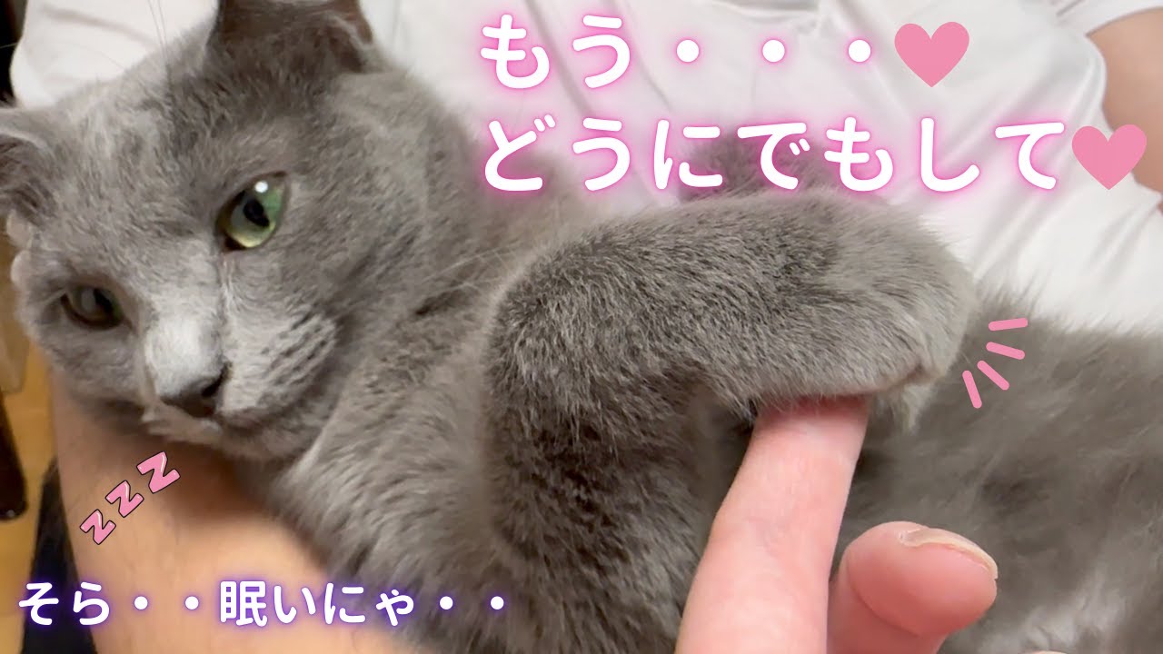 【猫ロシアンブルー】肉球を弄ばれてしまう そらちゃん❤️