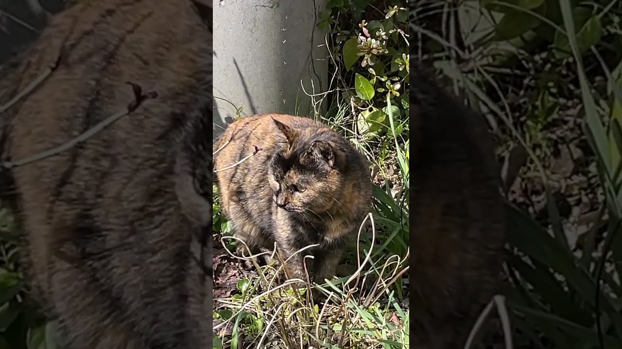 猫が突然いなくなるのはこういうこと？AIで再現してみた！