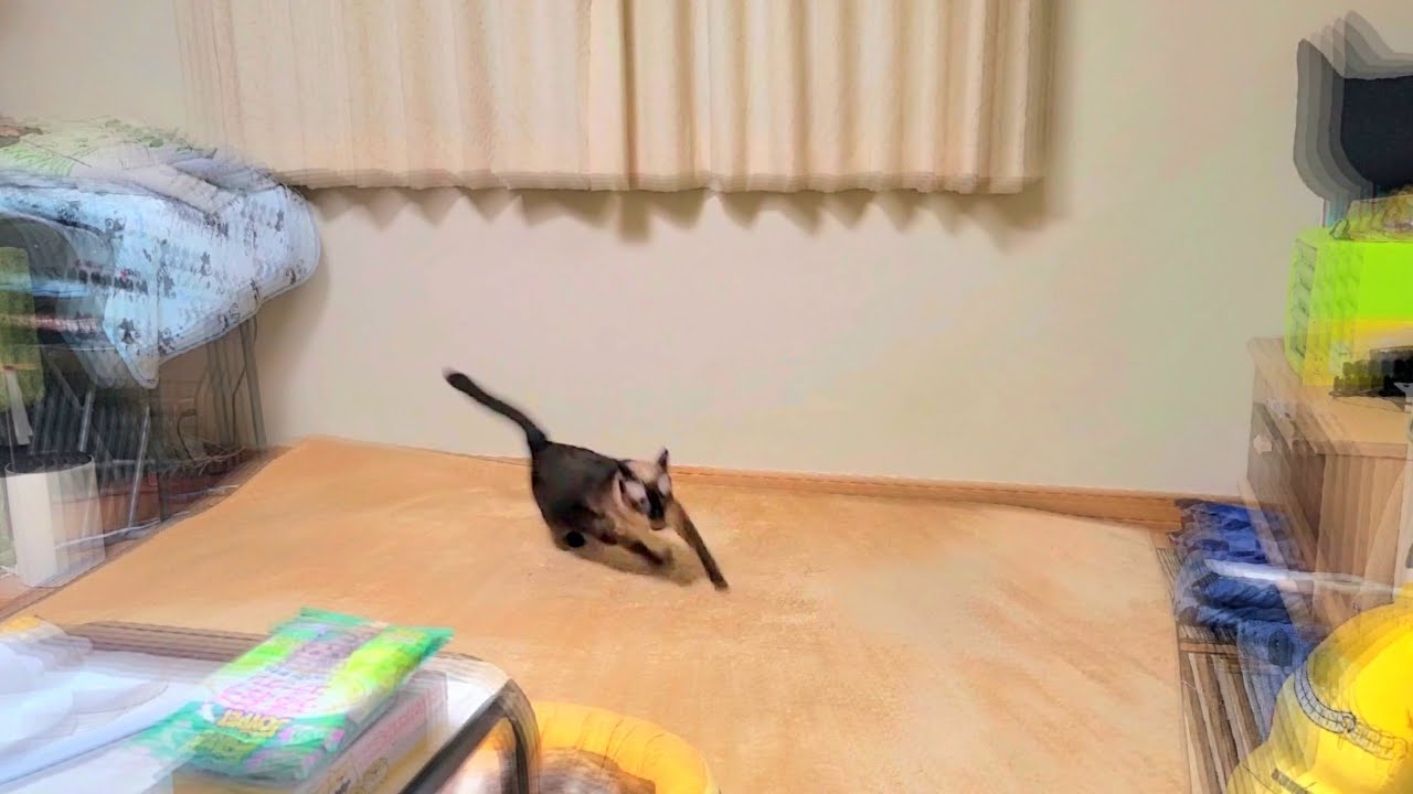 いきなり全速力で暴走するシャム猫🏃🚀