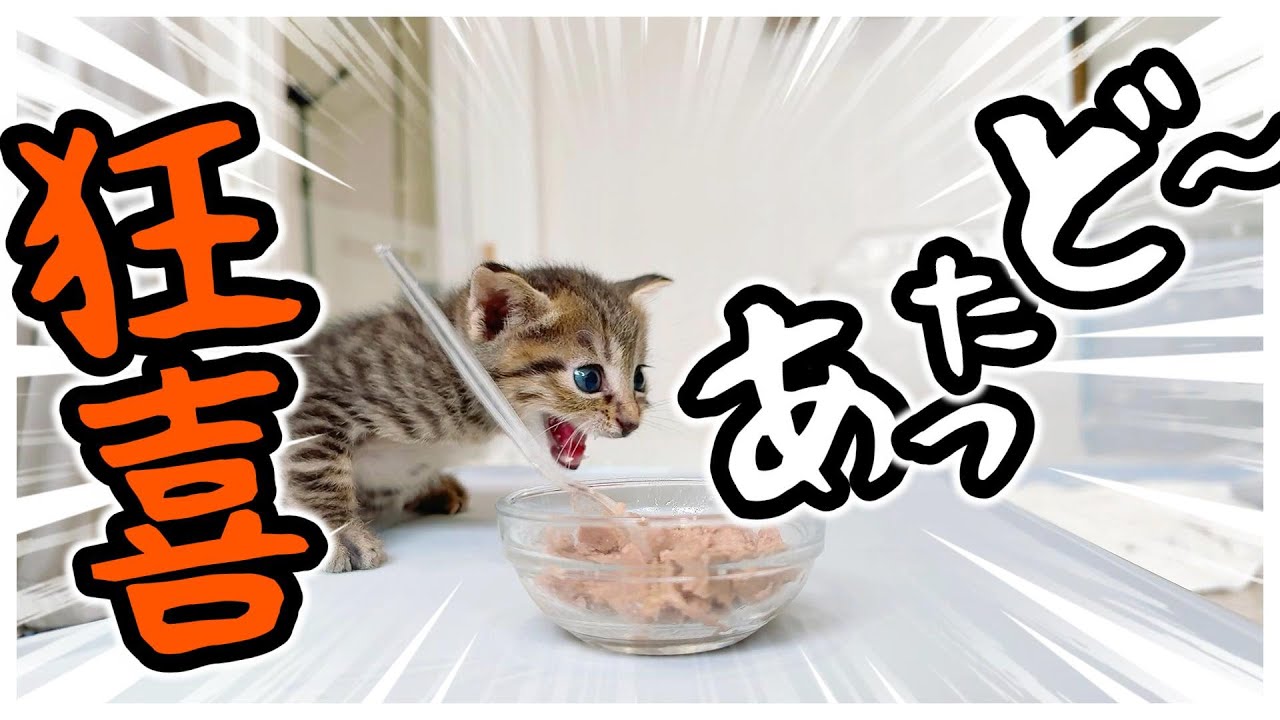 待ちわびすぎた離乳食！子猫が自分で台に登りいきなり食べ始めた！えっ？！2日目だよね？【保護猫生活26日目】