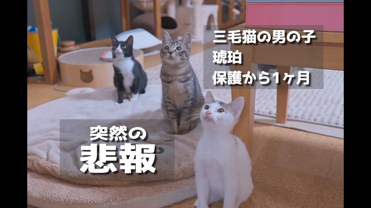 【三毛猫の男の子】鳴き声を辿って保護した子猫🐈️保護から１ヶ月、突然の悲報#cat #kitten