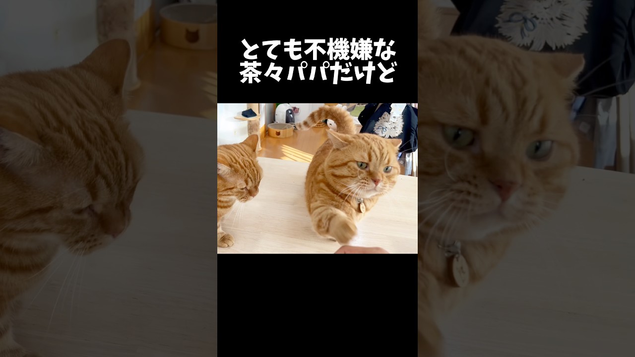 とても不機嫌でも言われてないのにハイタッチを決めるパパ猫 #マンチカン #shorts