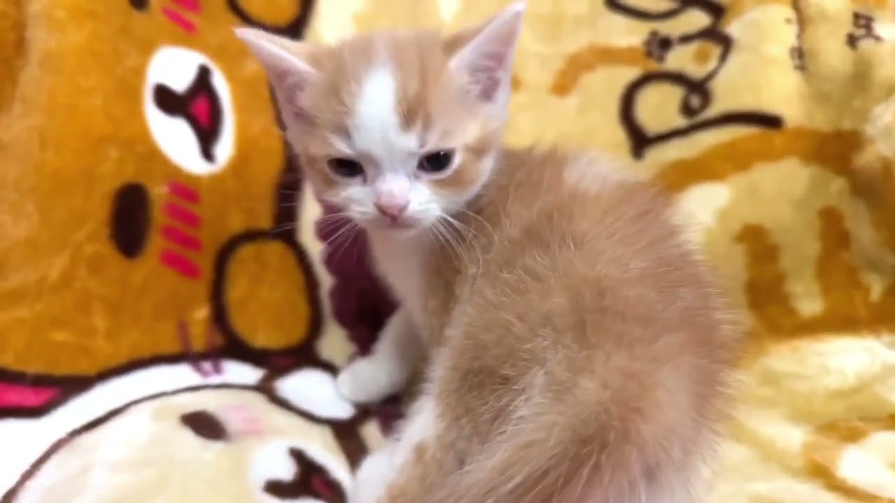 スコティッシュフォールド 可愛いお顔をした男の子です❤️（毛色：レッドマッカレルタビー&ホワイト）