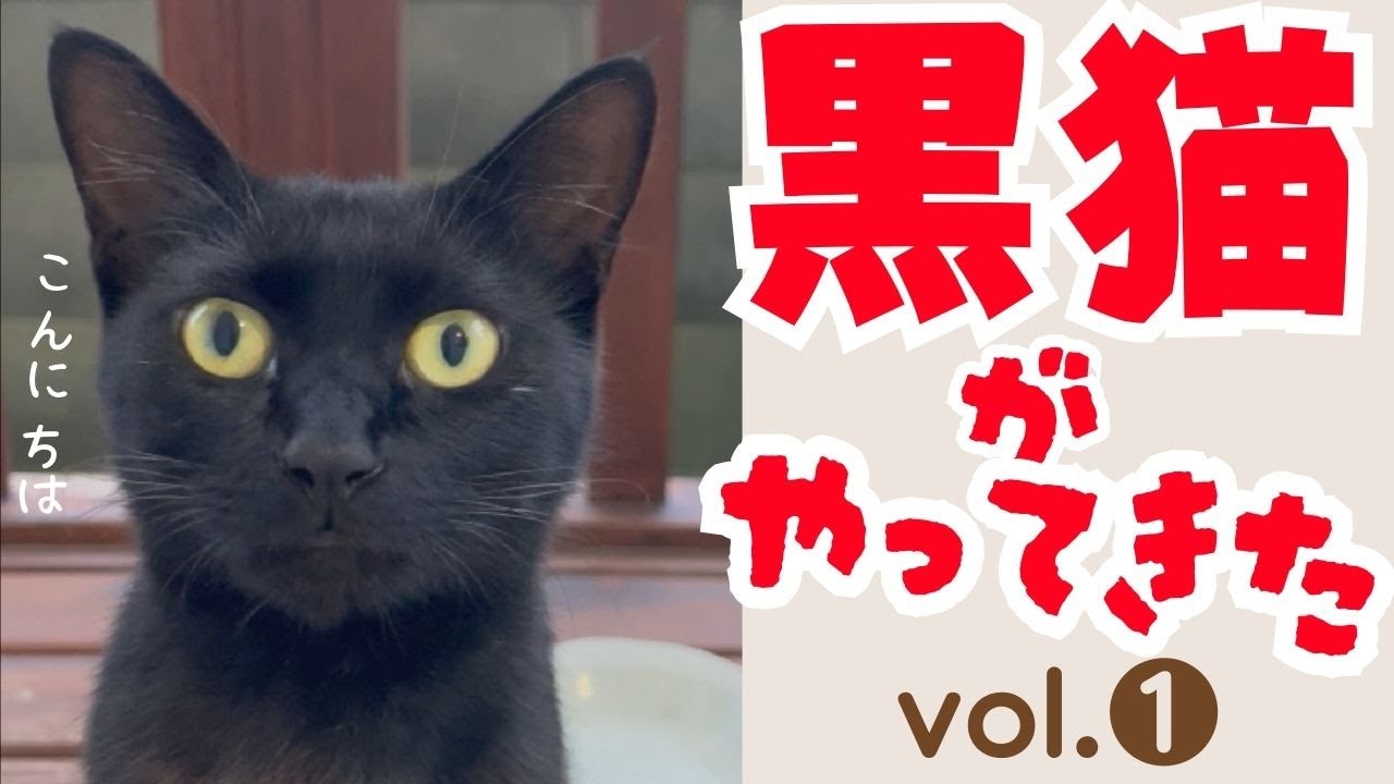 黒猫がやってきた①【TNR活動 地域猫活動】